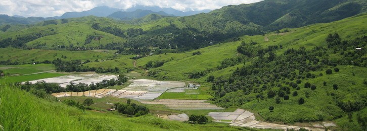Landscape image of rice fields