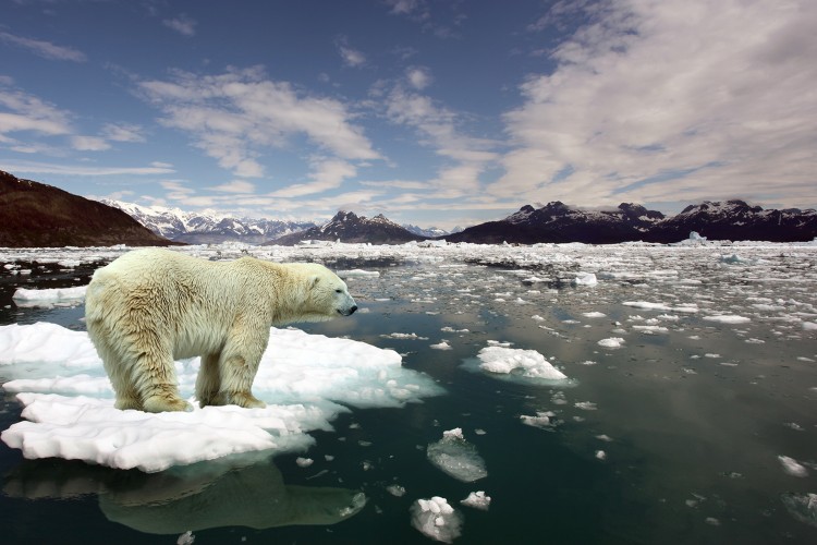 Polar bear standing on a piece of ice.