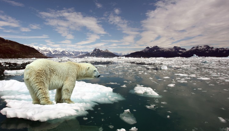 Polar bear standing on a piece of ice.